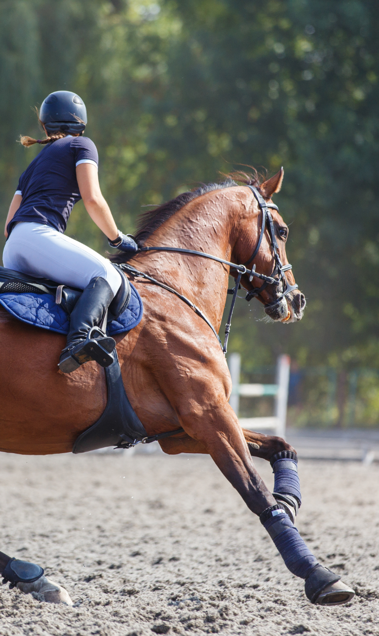 LegUp Equestrian